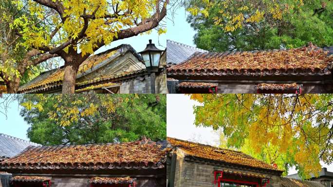 老北京屋顶的秋天落叶