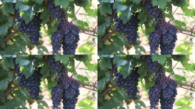 葡萄园里 香甜葡萄 葡萄藤