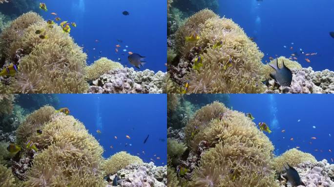 海底世界里有海葵和小丑鱼，让人目不转睛。