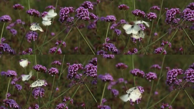 白色蝴蝶停在紫色花马鞭草上
