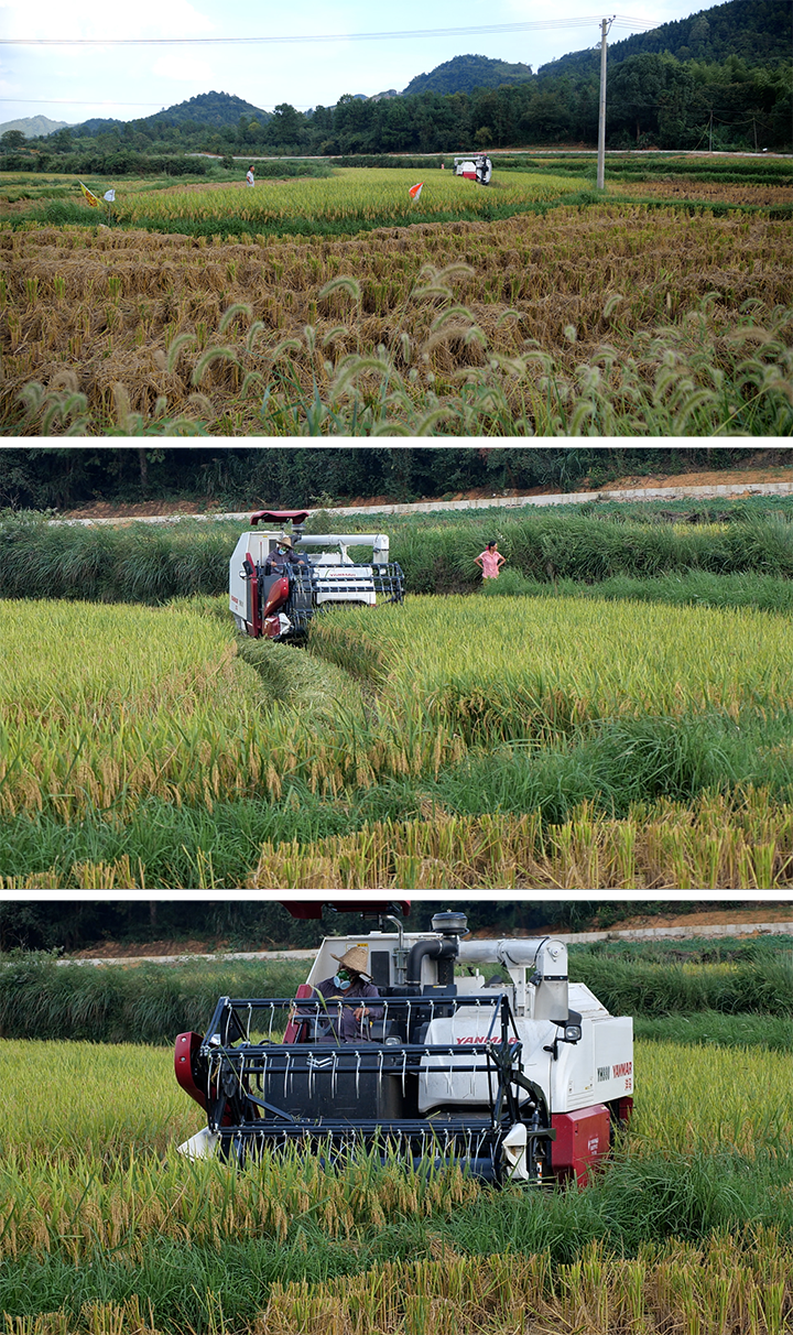 农田机械收割稻谷