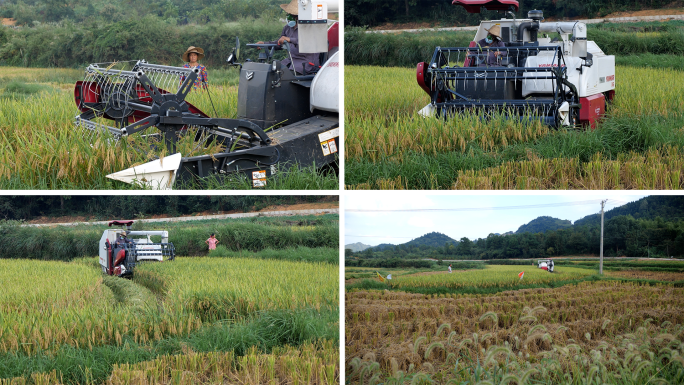农田机械收割稻谷