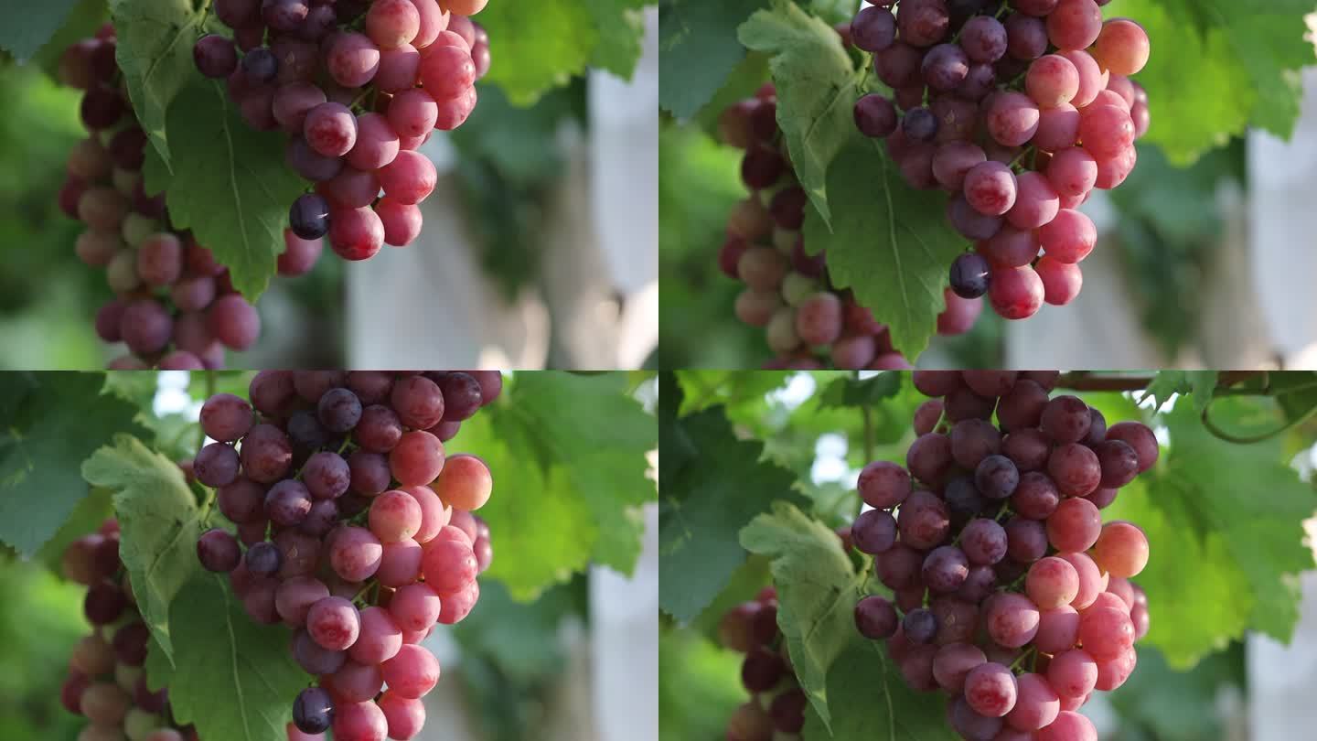 葡萄园 葡萄 生产 树叶