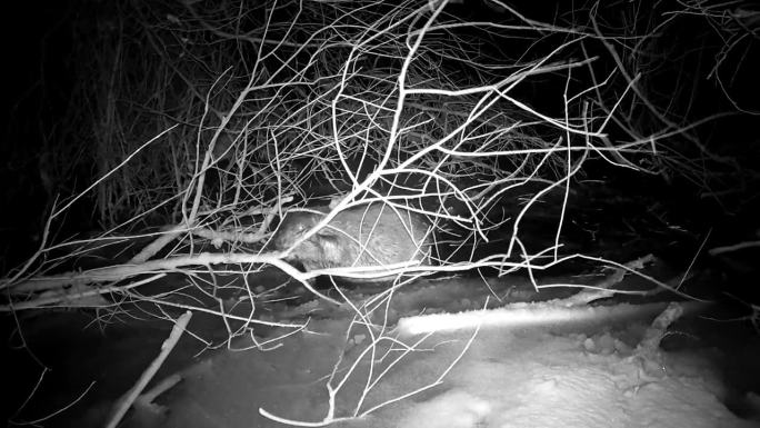 冬天暴风雪时，海狸吃冰面上的小树枝