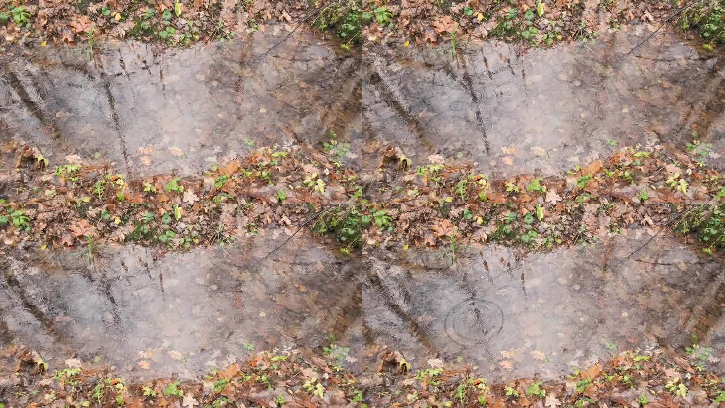 小池塘里的秋林在雨中荡起涟漪