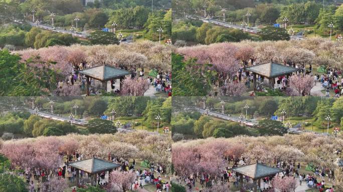 中国广东省广州市黄埔区市民广场梅花盛开