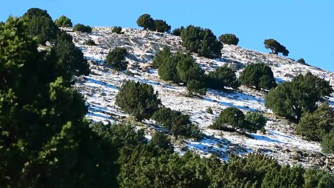 阿尔及利亚奥雷斯山区杰巴尔·艾尔·迈赫梅尔的杜松树