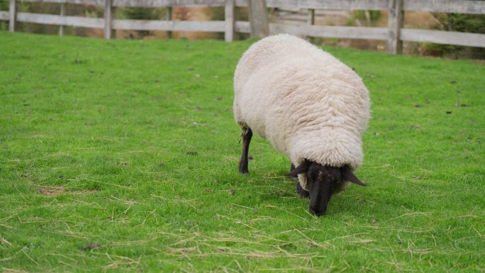 新西兰的绵羊在吃草