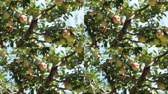 果树苹果 果园 未成熟 蓝天 植物 白云