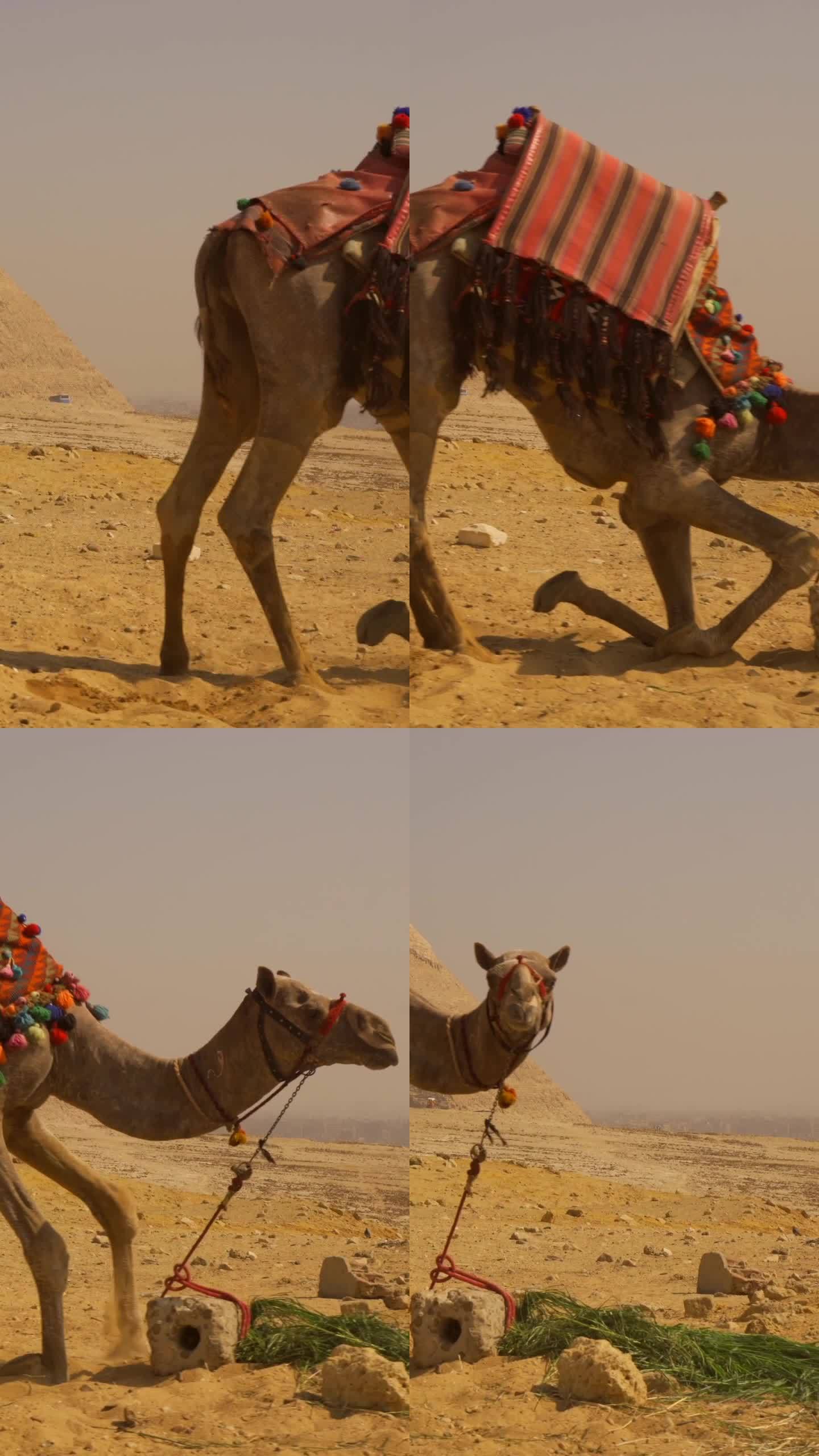 埃及开罗;2020年10月:两名当地男子在银座金字塔旁骑骆驼的镜头