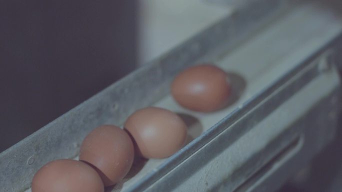 鸡蛋生产线