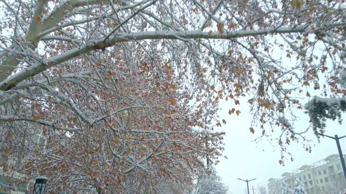 城市雪景冬日交通瑞雪压枝