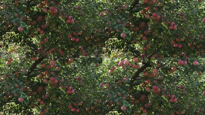 苹果 苹果树 贴字苹果 喜结良缘