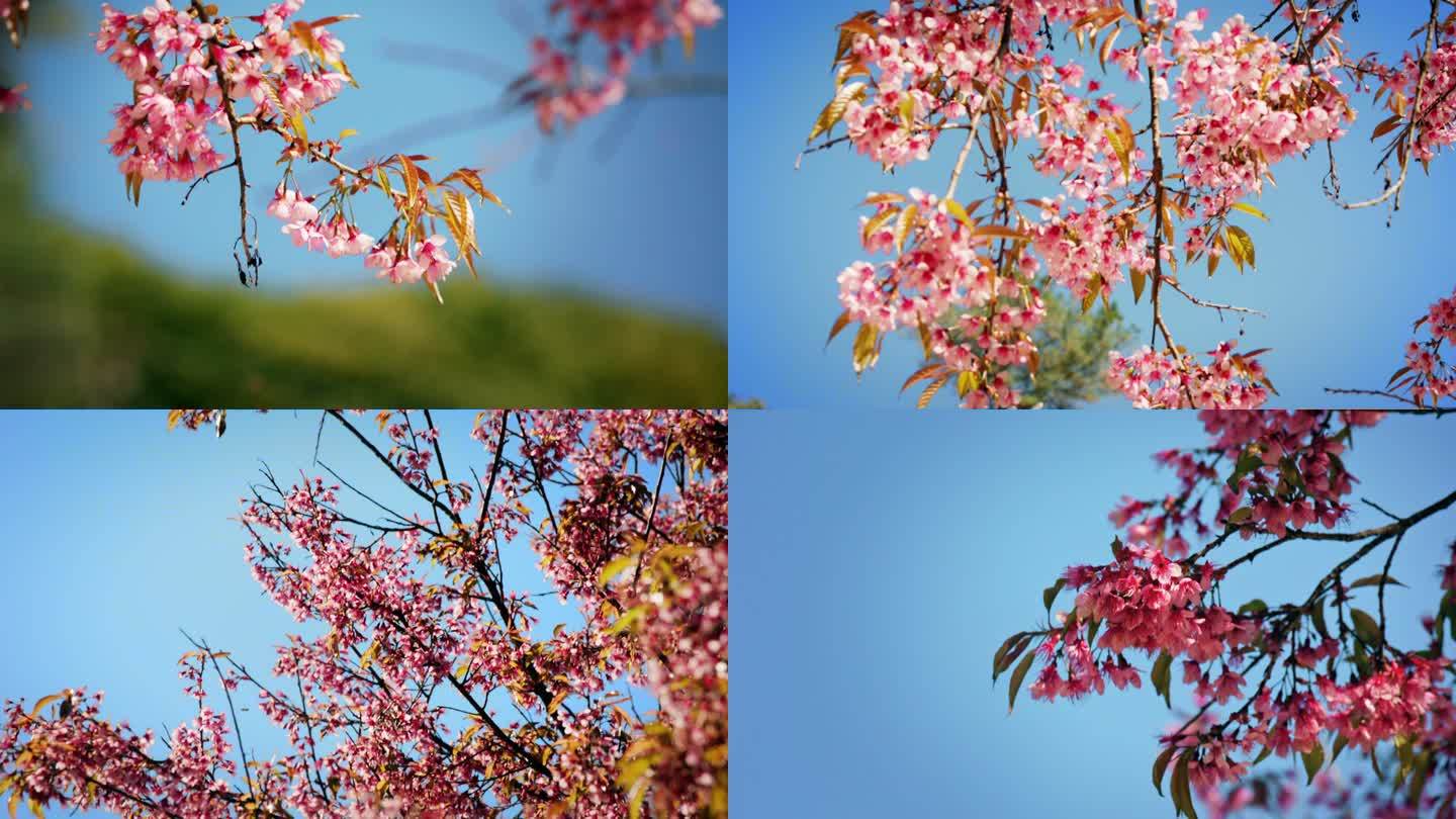 盛开的冬樱花（升格）