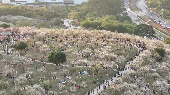 中国广东省广州市黄埔区市民广场梅花盛开