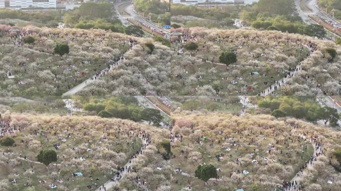 中国广东省广州市黄埔区市民广场梅花盛开