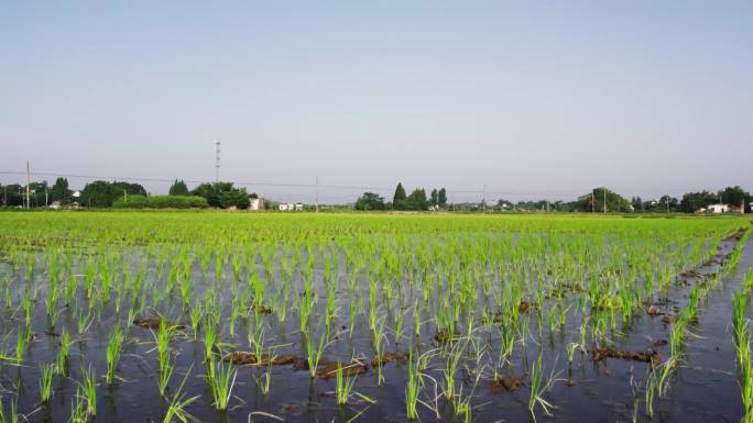 整齐的水稻秧苗