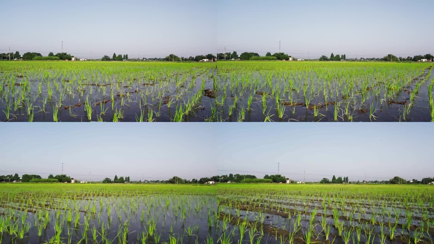 整齐的水稻秧苗
