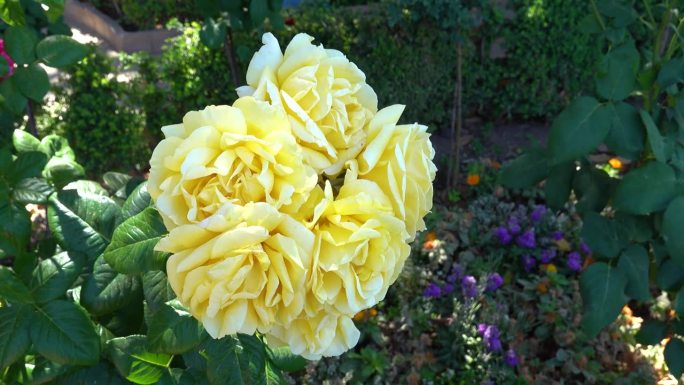 一朵巨大的黄玫瑰生长在阿尔罕布拉宫的一个西班牙花园里