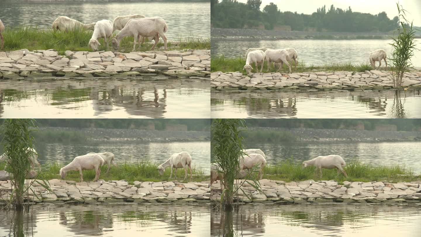 湖边有几只小羊在吃草