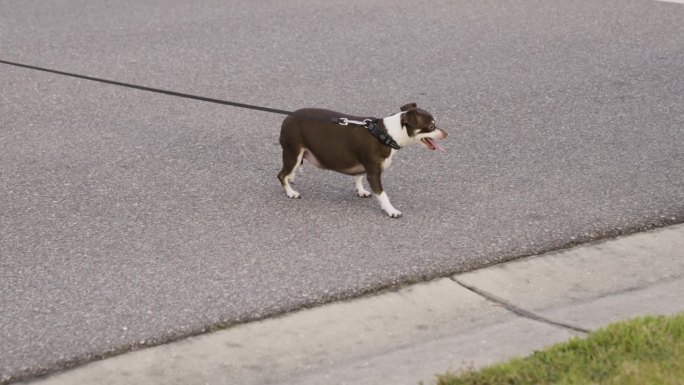 长着舌头的棕色胖狗正在过马路