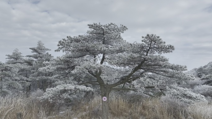 航拍雾凇满山雾凇 大雪封山