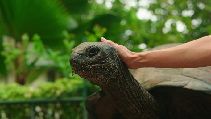 静拍老百岁热带海龟休息。古代受保护的异国龟的头部被触摸和抚摸的特写。