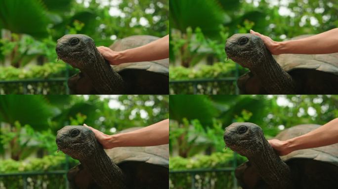 静拍老百岁热带海龟休息。古代受保护的异国龟的头部被触摸和抚摸的特写。