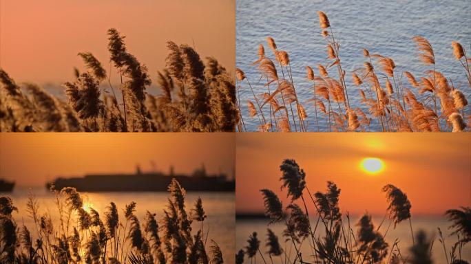 8K夕阳江面波光粼粼逆光芦苇