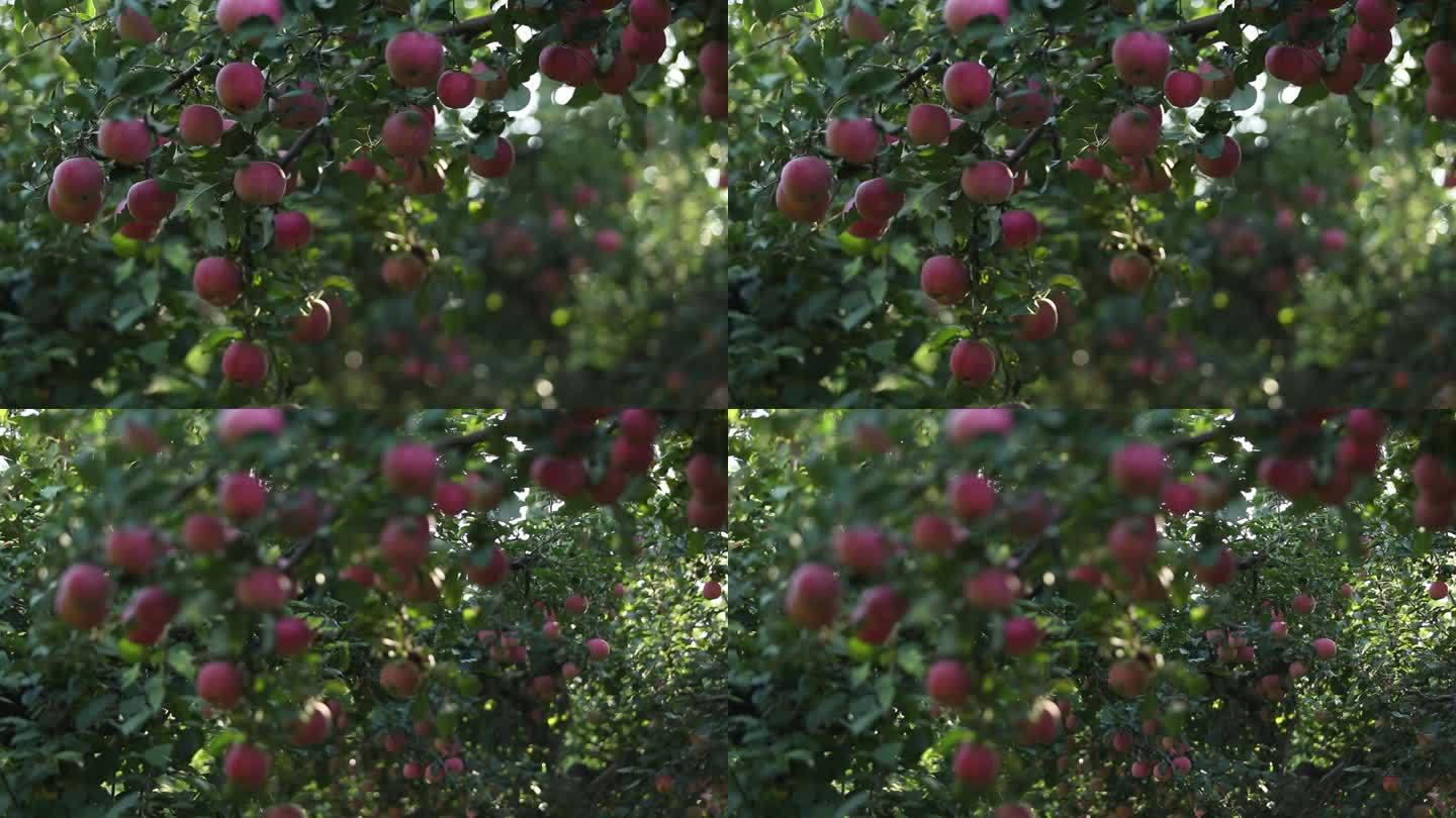 结满苹果的苹果树