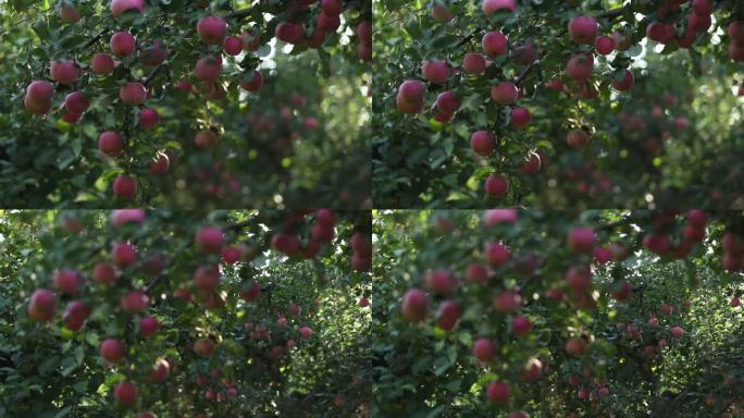 结满苹果的苹果树