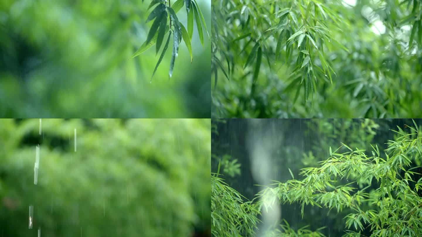 下雨 雨打竹子 竹叶 竹子 微风吹竹叶