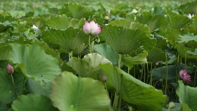 莲花池中一朵朵亭亭玉立的莲花