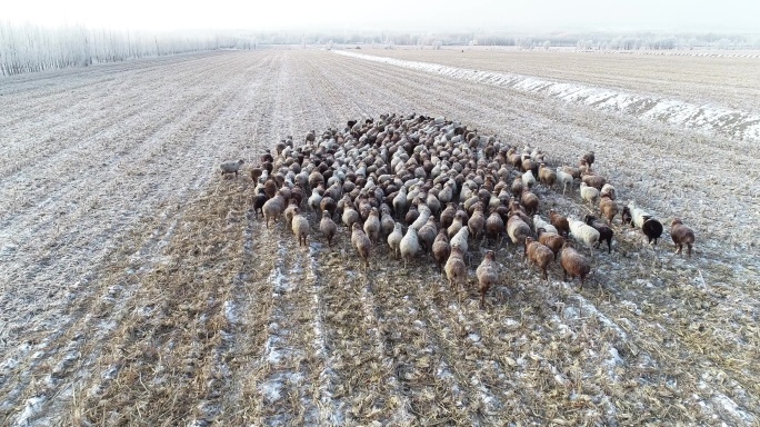 冬天旷野上奔跑的羊群（组合视频）