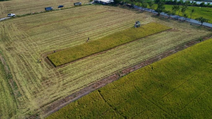自动收割机在田里收割水稻