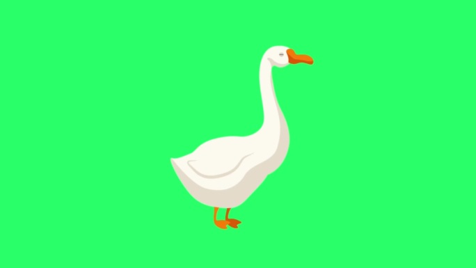 绿色背景上的动画白鹅。