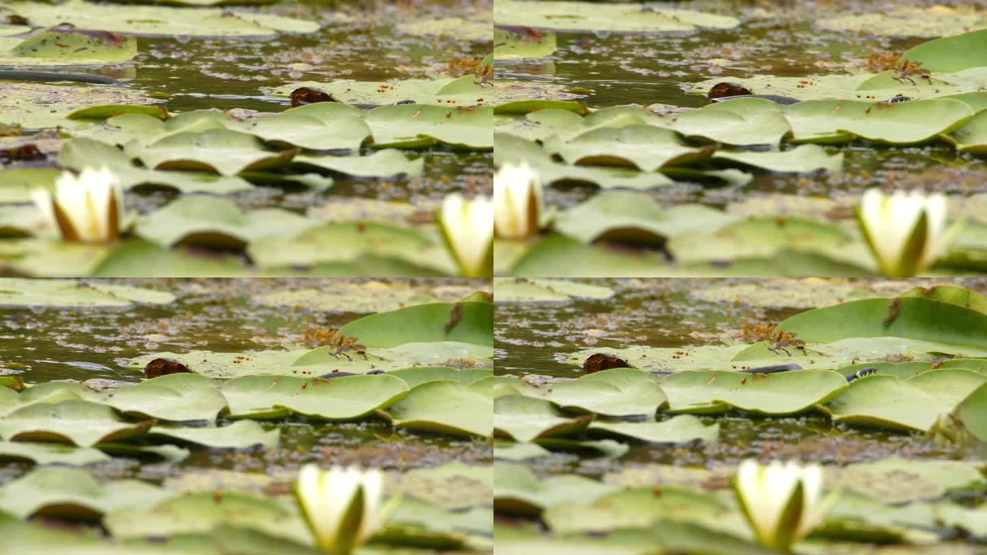 一条水蛇在池塘里游来游去，中间是又大又绿的睡莲叶子
