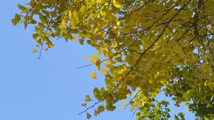 秋天的银杏叶在蓝天下摇曳