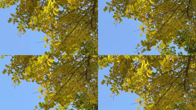 秋天的银杏叶在蓝天下摇曳