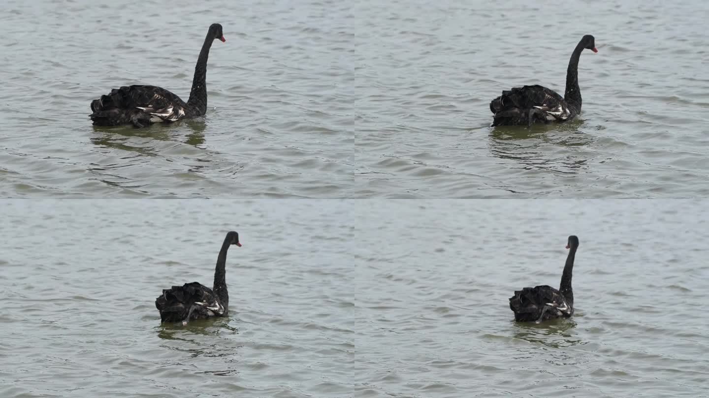 几只黑天鹅在水里游泳。