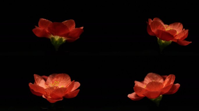 寒梅红梅海棠花