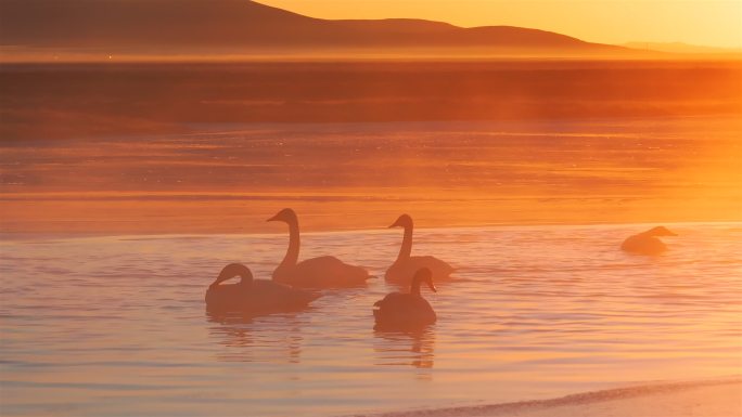 冬季清晨阳光下沐浴的大天鹅
