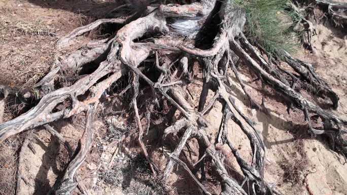 裸露的树根