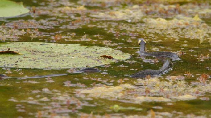 从后面看草蛇在大叶子之间的池塘里游泳