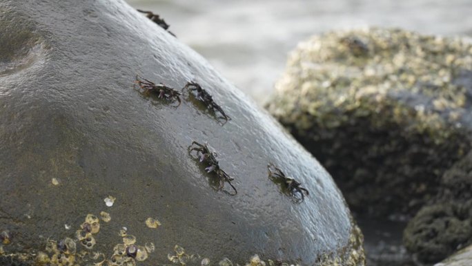 几只螃蟹在斐济的一块岩石上进食