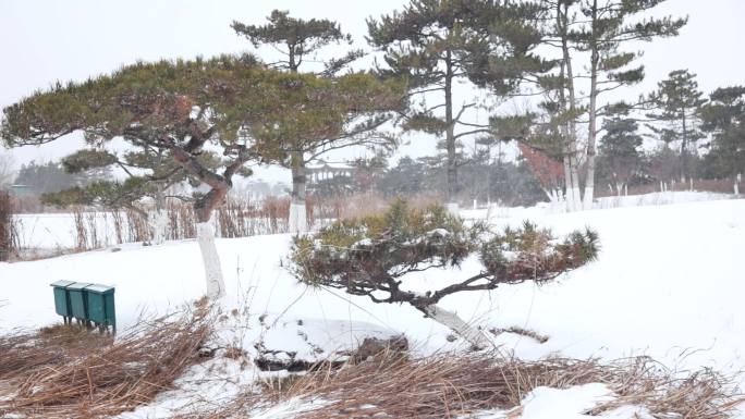 冬天大雪缓缓飘落