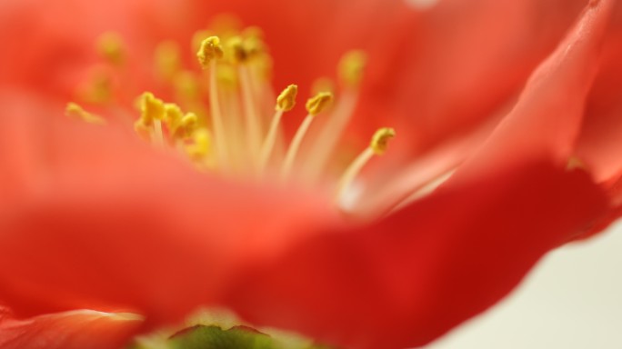 红梅花儿开花朵旋转局部特写