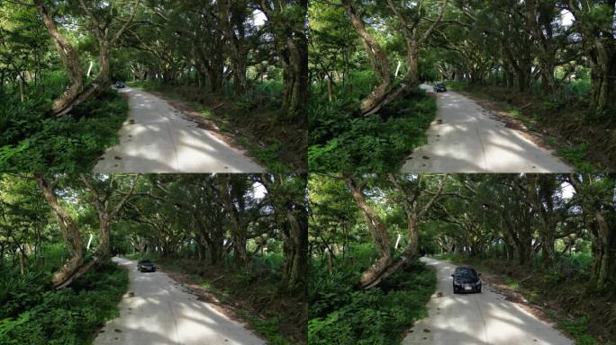 汽车行驶在各种热带树木环绕的道路上