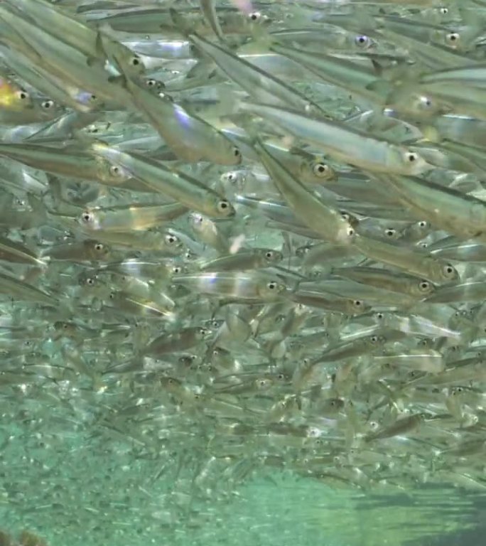 一大群银鱼游在靠近礁石的沿海地区