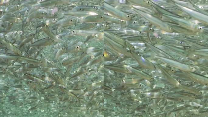 一大群银鱼游在靠近礁石的沿海地区